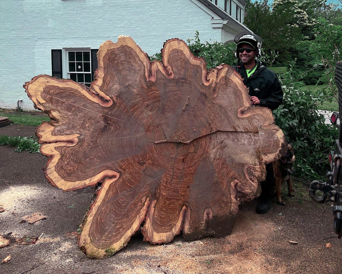 Seth Harrison tree work
